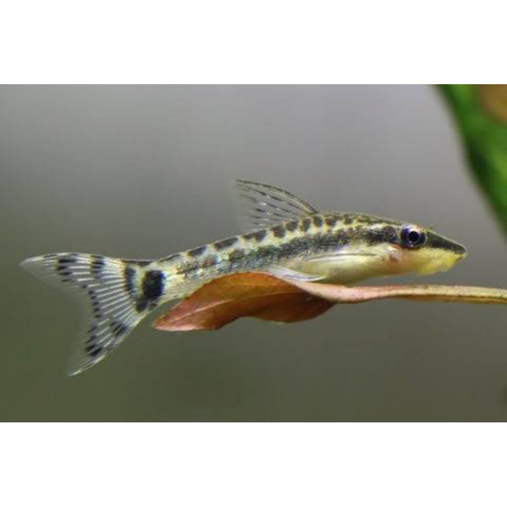 Otocinclus Algae OJOL ONLY  Eater Aquarium Aquascape Hias