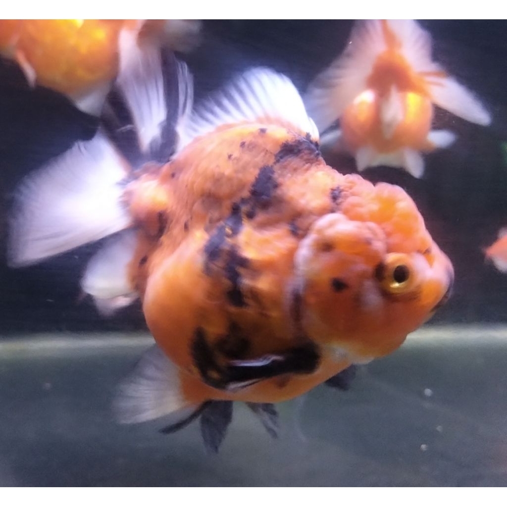 Ikan Hias Mas Koki Oranda Tiger, RW, Black/Kirin Shortbody dan Shorttail