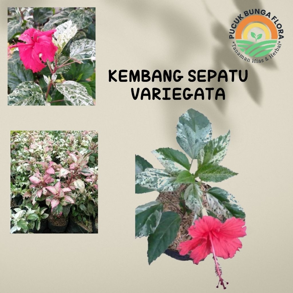 Tanaman kembang sepatu variegata kembang sepatu variegata bibit kembang sepatu variegata