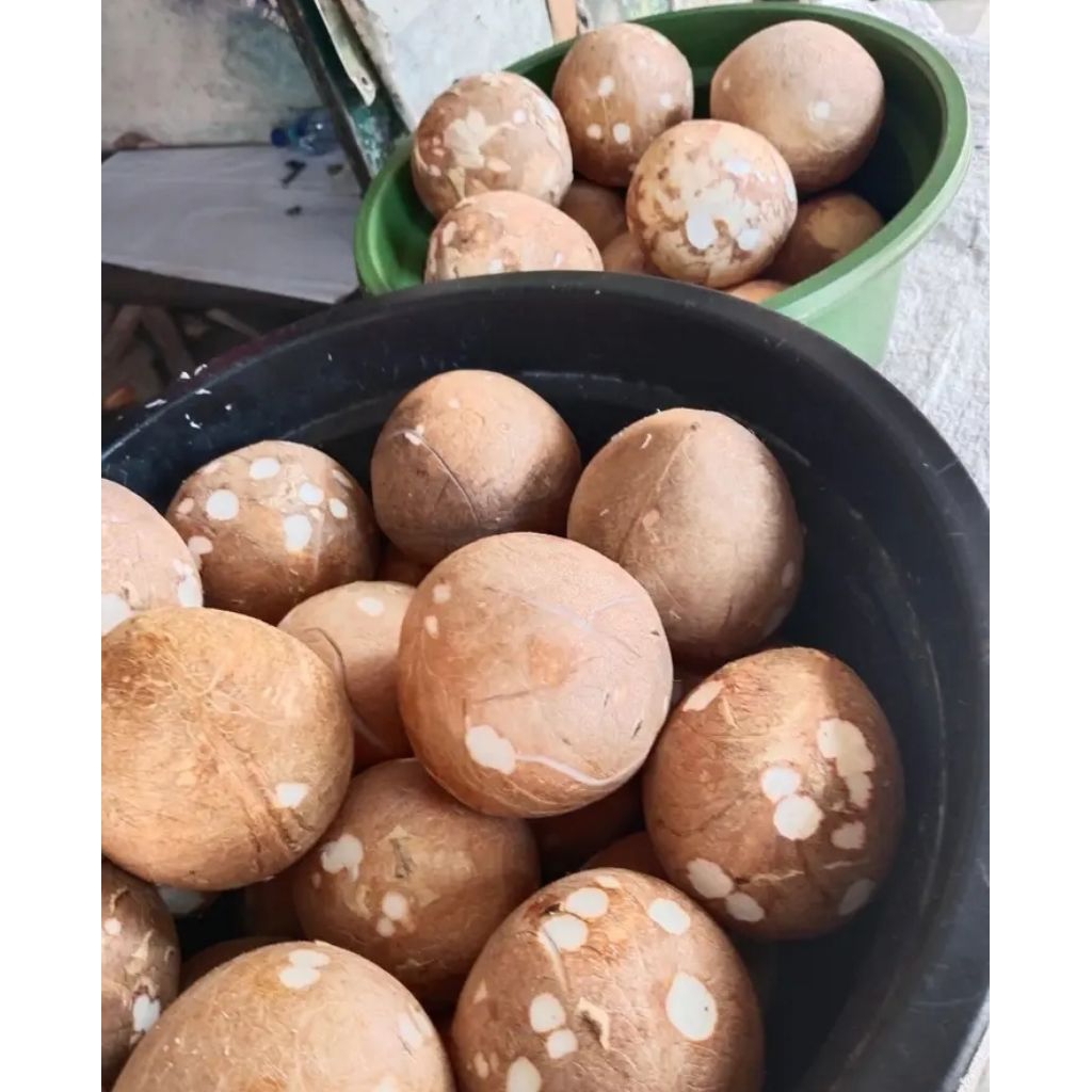 

Kelapa parut segar fresh 1 buah kelapa utuh