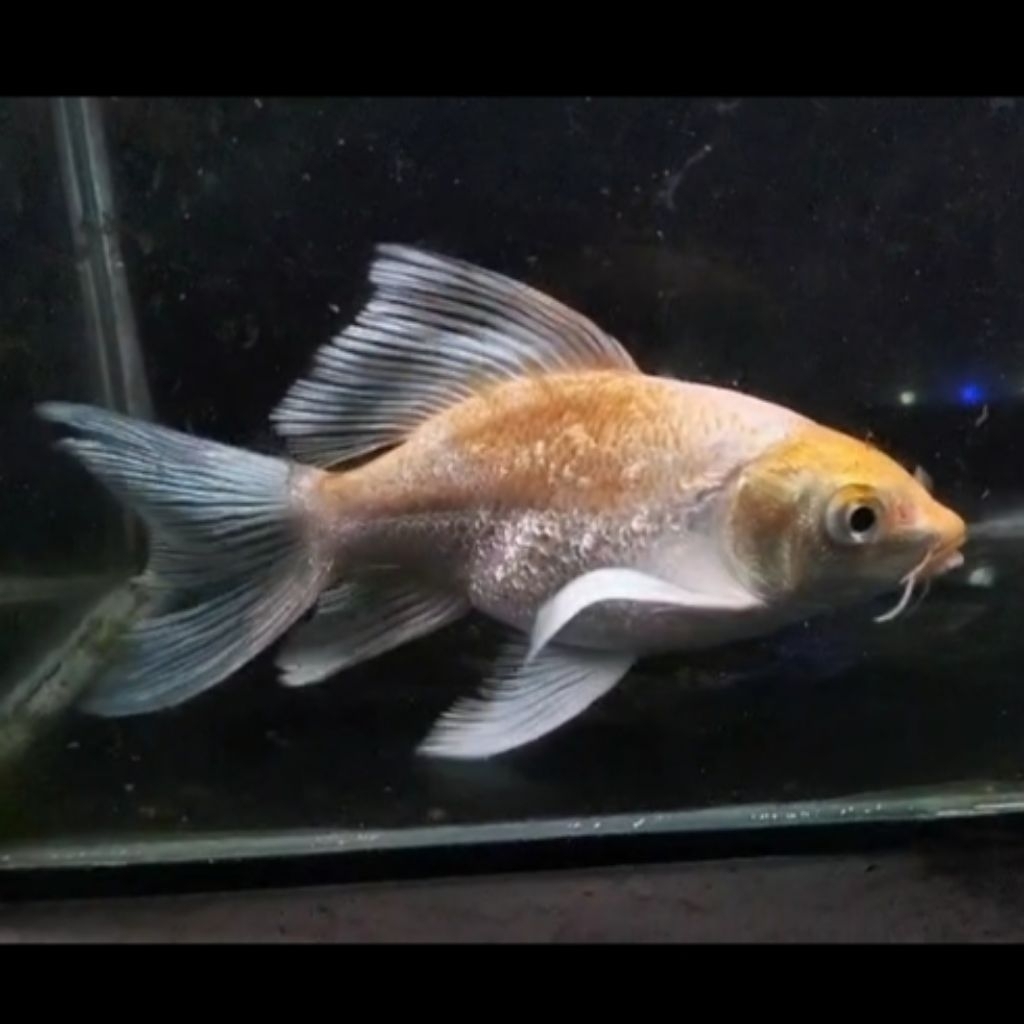 Hudielong Golden 24k Big 13-14cm Koi Butterfly Dragon Short Body Slayer Long Fin Golden 24k