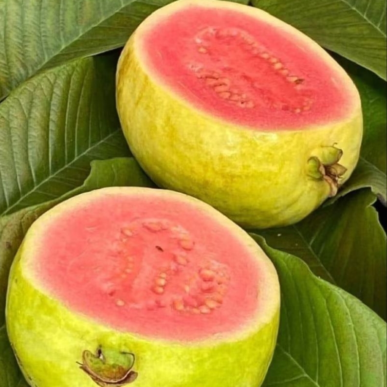 

JAMBU MERAH BIJI 1Kg