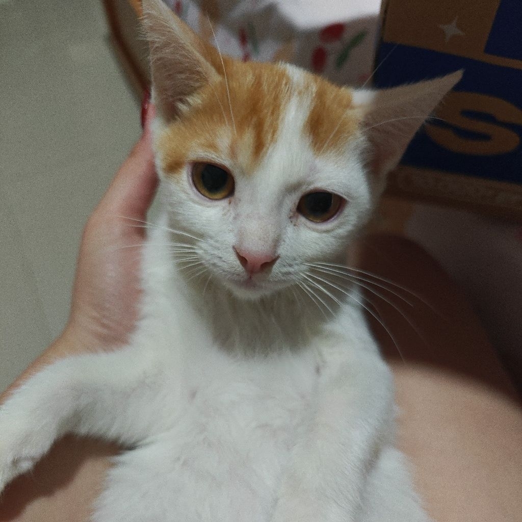 boneka kucing lucu imut seperti kue stoberi