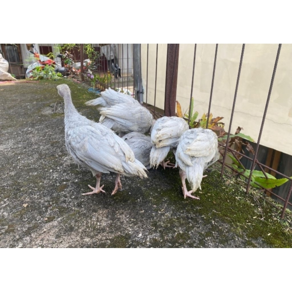 Anakan Kalkun Lavender jantan bentina 6 ekor