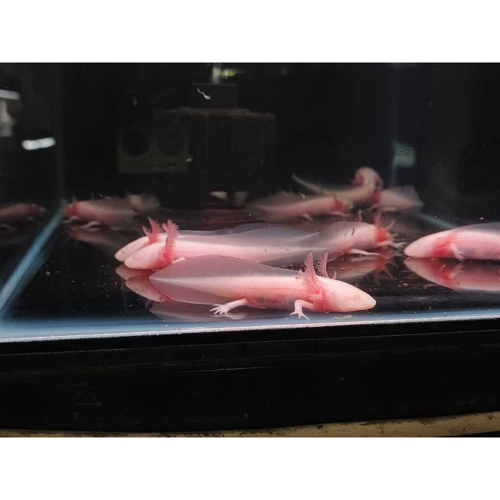 Ikan Hias Axolotl Salamander Albino Size 10-12cm