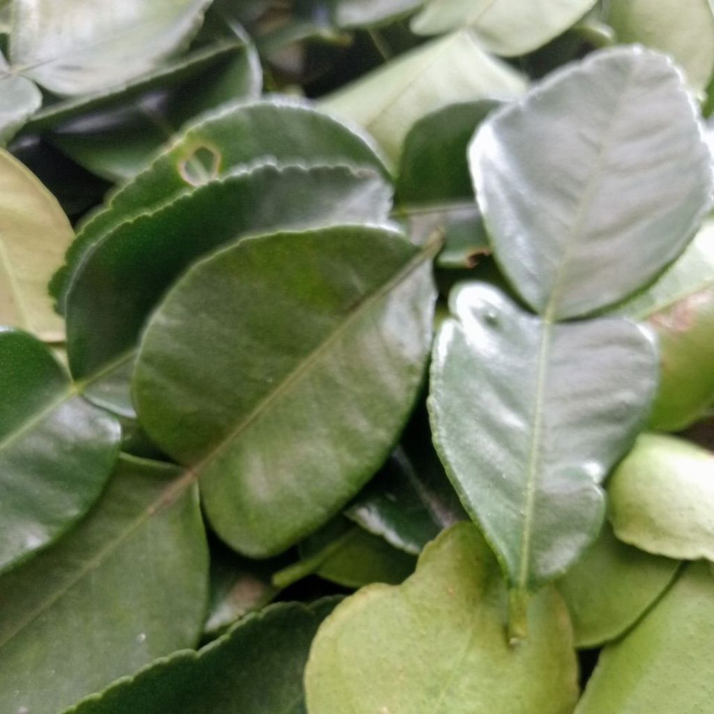 

DAUN JERUK PURUT FRESH 1KG