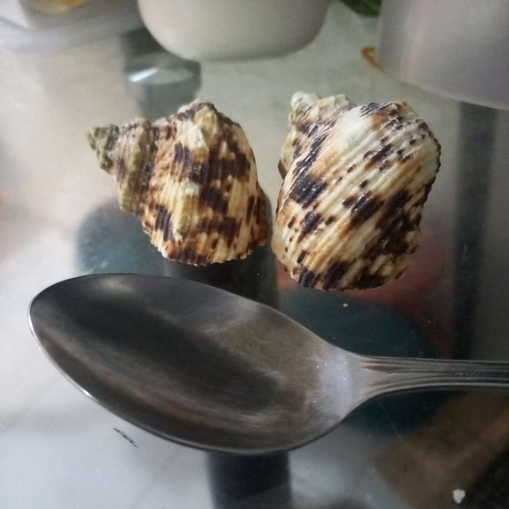 Cangkang rumah kelomang rumah keong besar