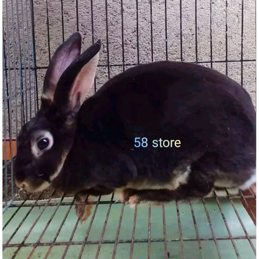 1 pasang indukan siap produk kelinci rex/bulu karpet