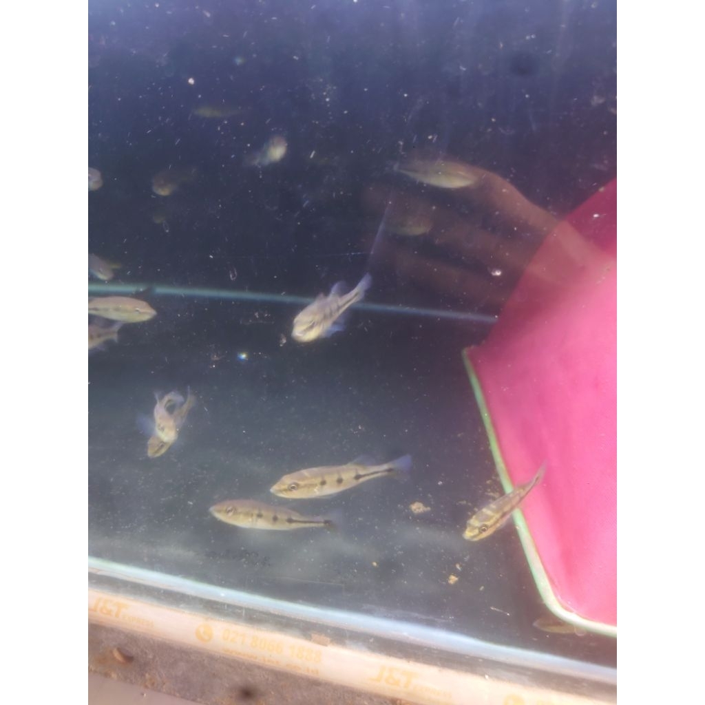 orinoco/ori/pbas orinoco/pibas orinoco baby ukuran 5 cm