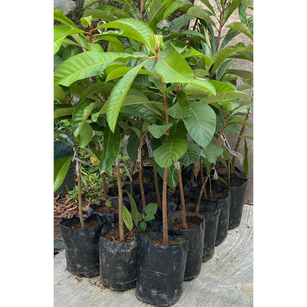 Mamey Sapote Havana Sambung Susu