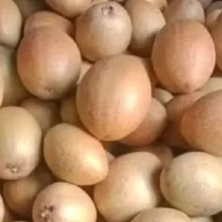 

Sawo manila tua fres baru petik 1/2kg