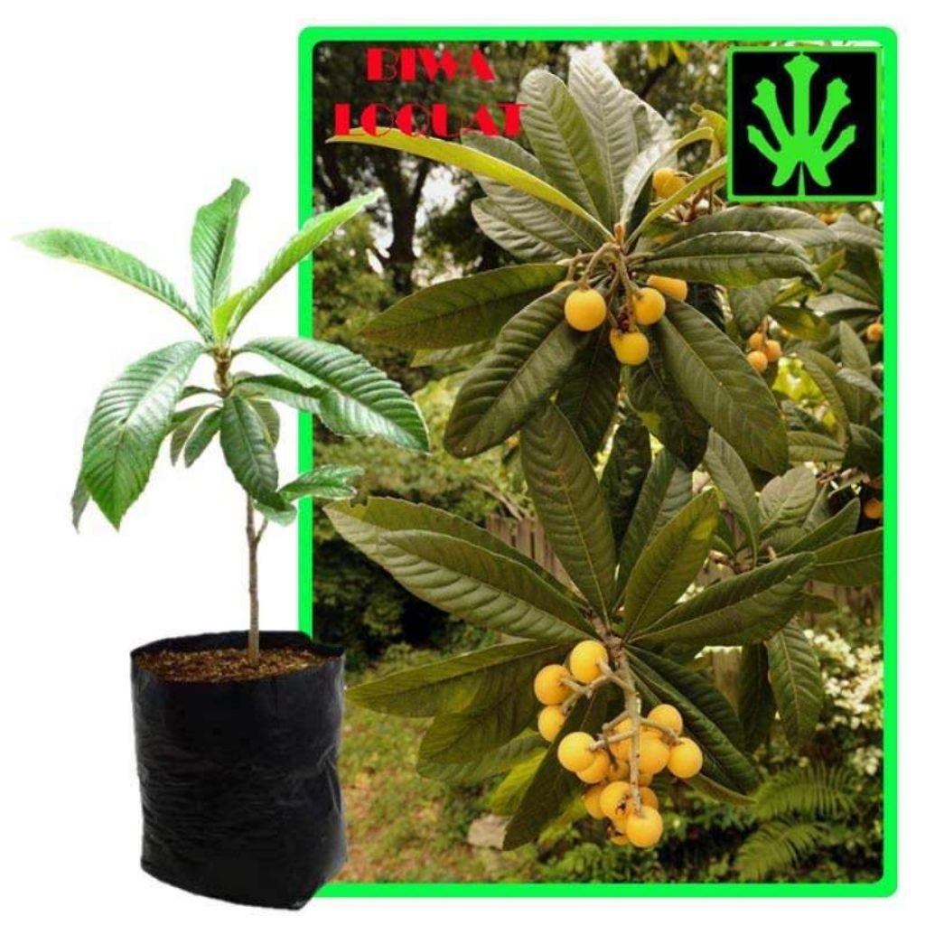 Bibit Tanaman Buah Leci Biwa