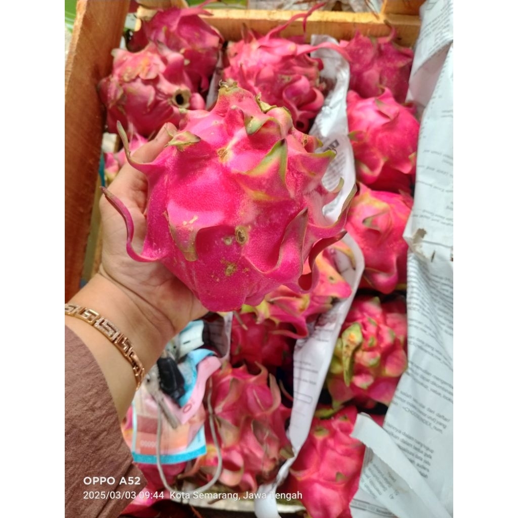 

Buah naga merona 1KG