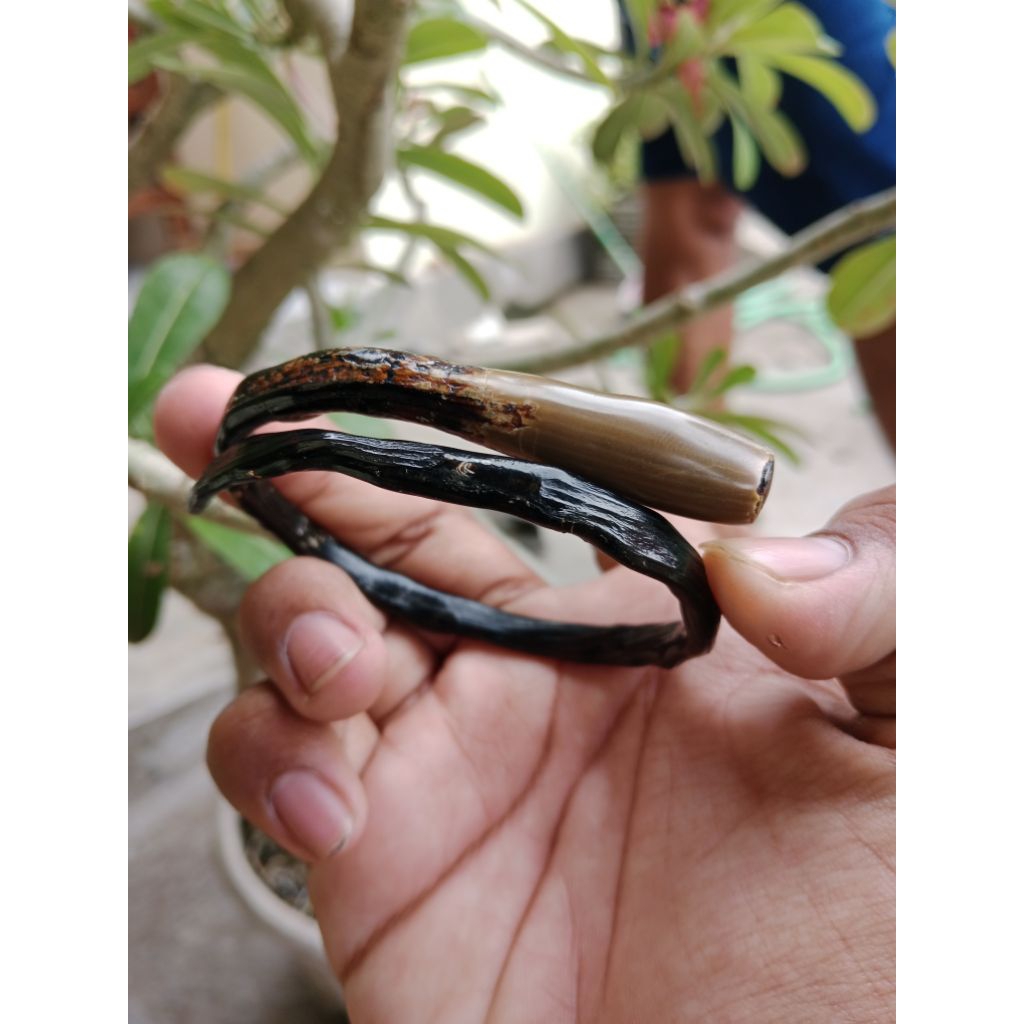 gelang akar bahar hitam asli bonggol unik