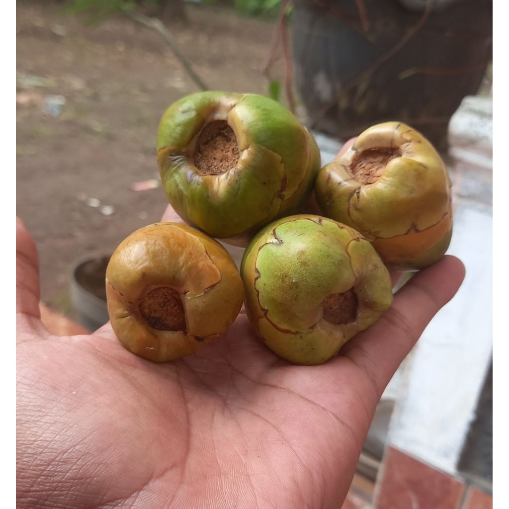 

beluluk kelapa hijai per 1 biji