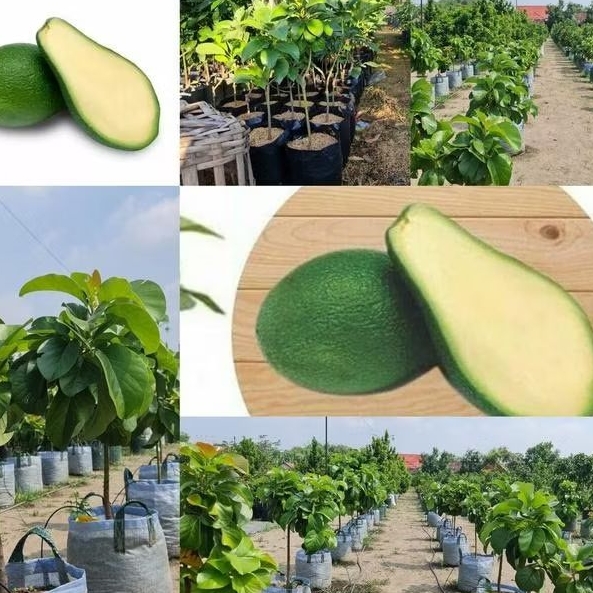 Bibit Buah Alpukat Tanpa Biji Super Unggul