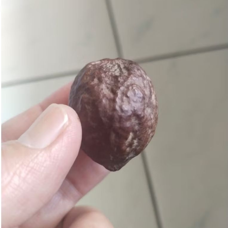 Kemiri Adu Muncang Adu Jayanti Morbit Ori Size Kecil