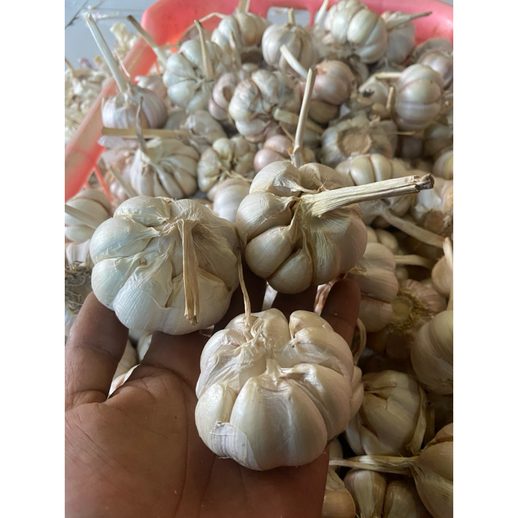 

bawang putih garlic bersih premium