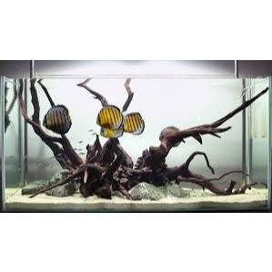 Livvicstore Kayu Santigi Laut Sudah Tenggelam Aquascape Berkarakter Hardscape