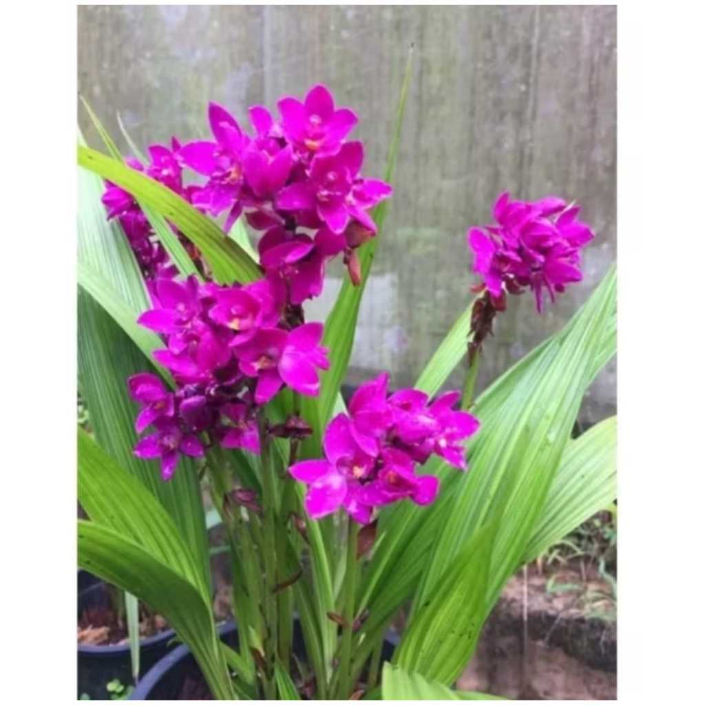 Anggrek Tanah Bunga Ungu - Tanaman Hias Hidup - Bunga Hidup / Anggrek Tanah