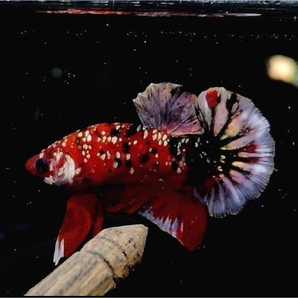 cupang red koi galaxy coper gold, jantan galak, berkualitas