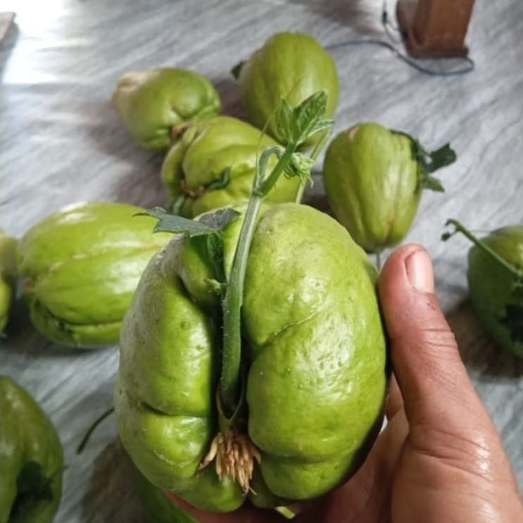 

Terlaris Bibit / Benih Labu Siam Jumbo Siap tanam