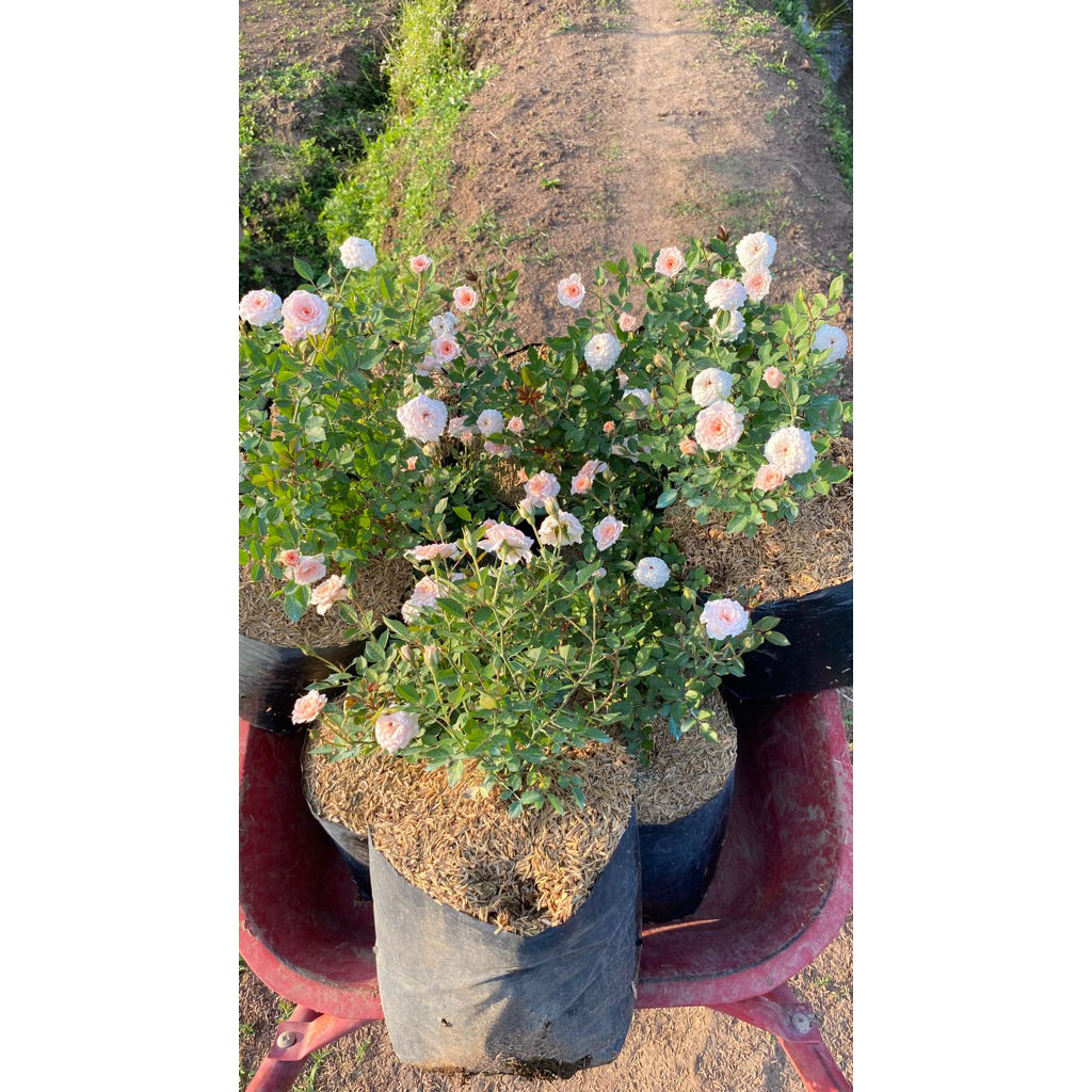 indukan mawar batang besar 10 kg