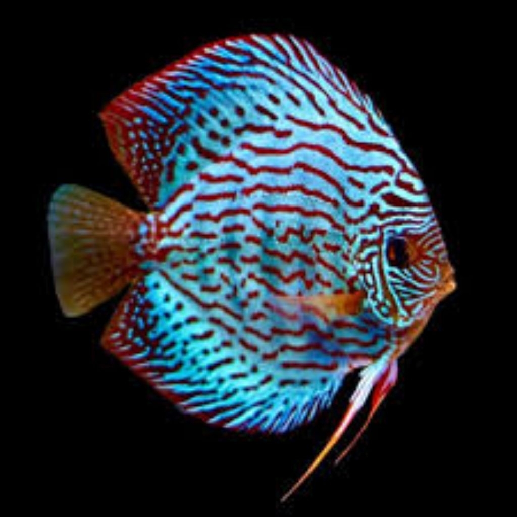 discus blue turquoise 1cm