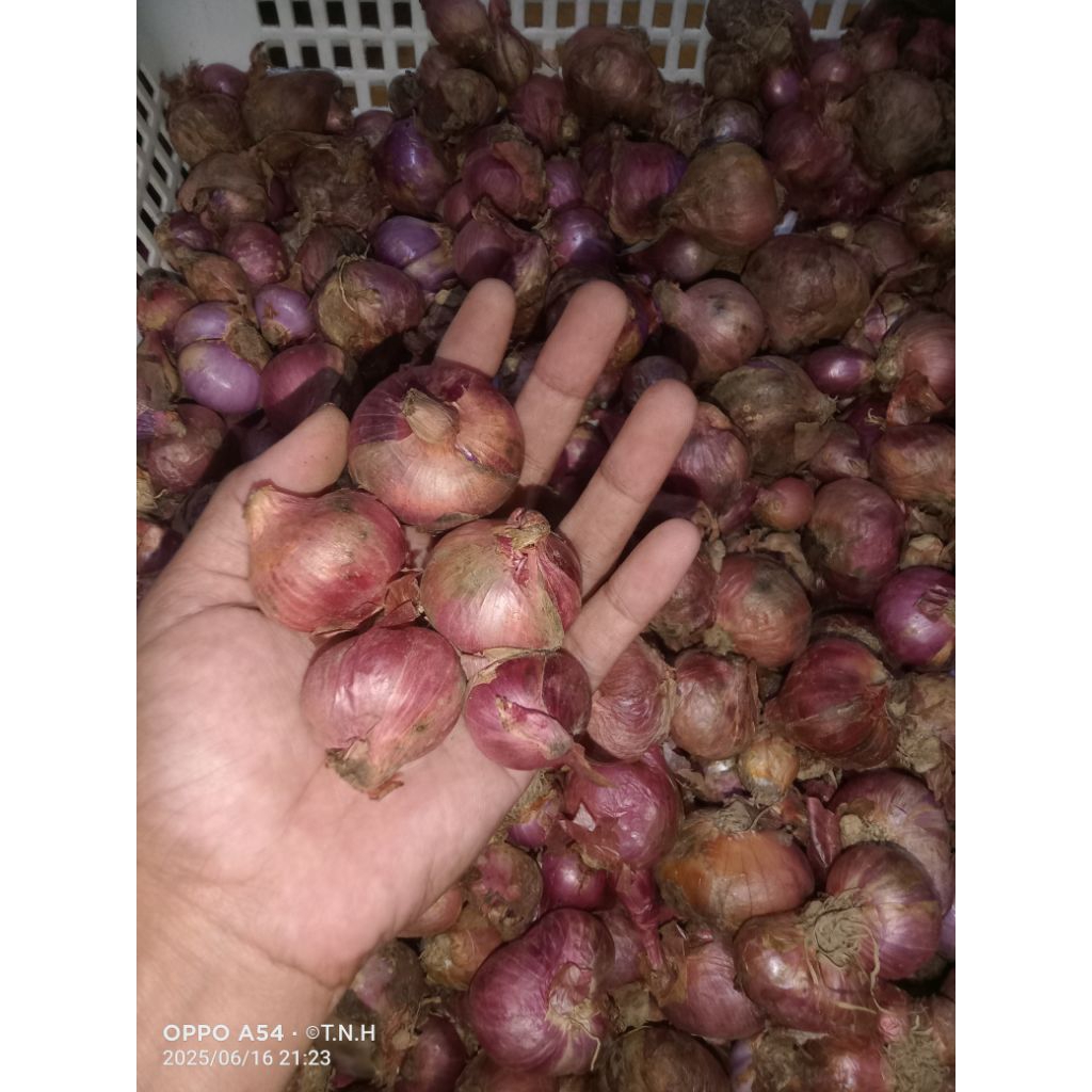 

Bawang merah lokal super