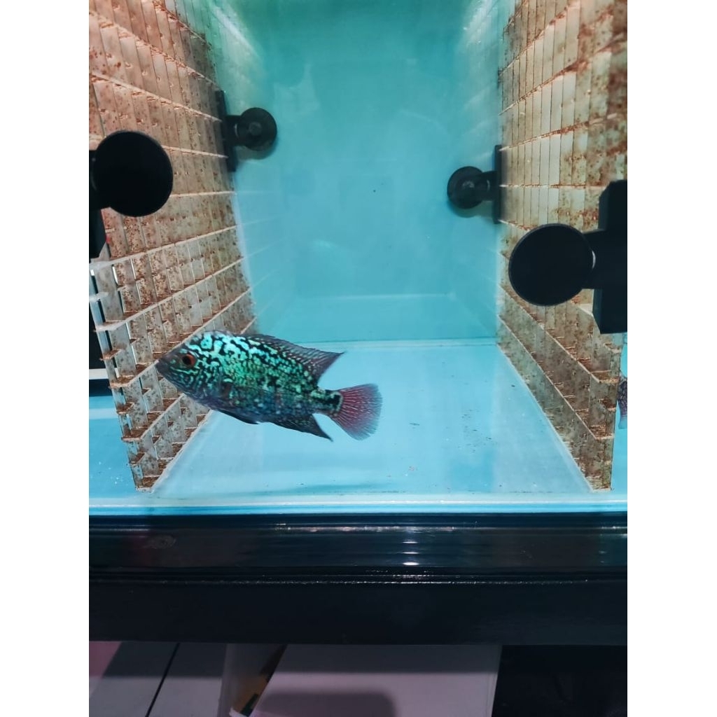 louhan Kamfa ORI Thailand