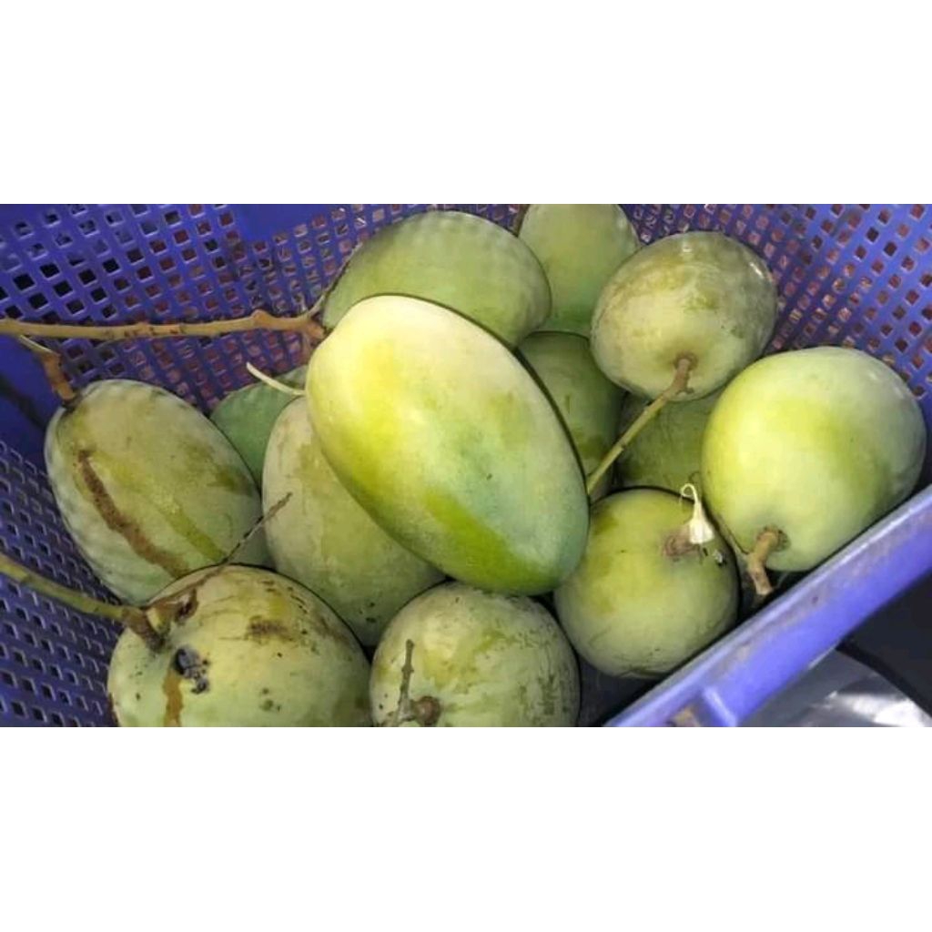 

MANGGA GAJAH SUPER ASLI INDRAMAYU 1KG