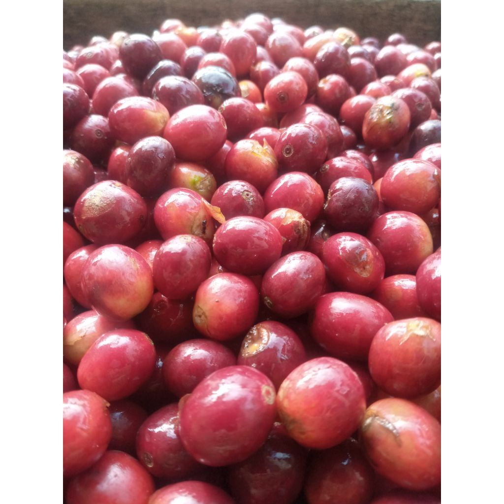 

kopi arabika gelondongan