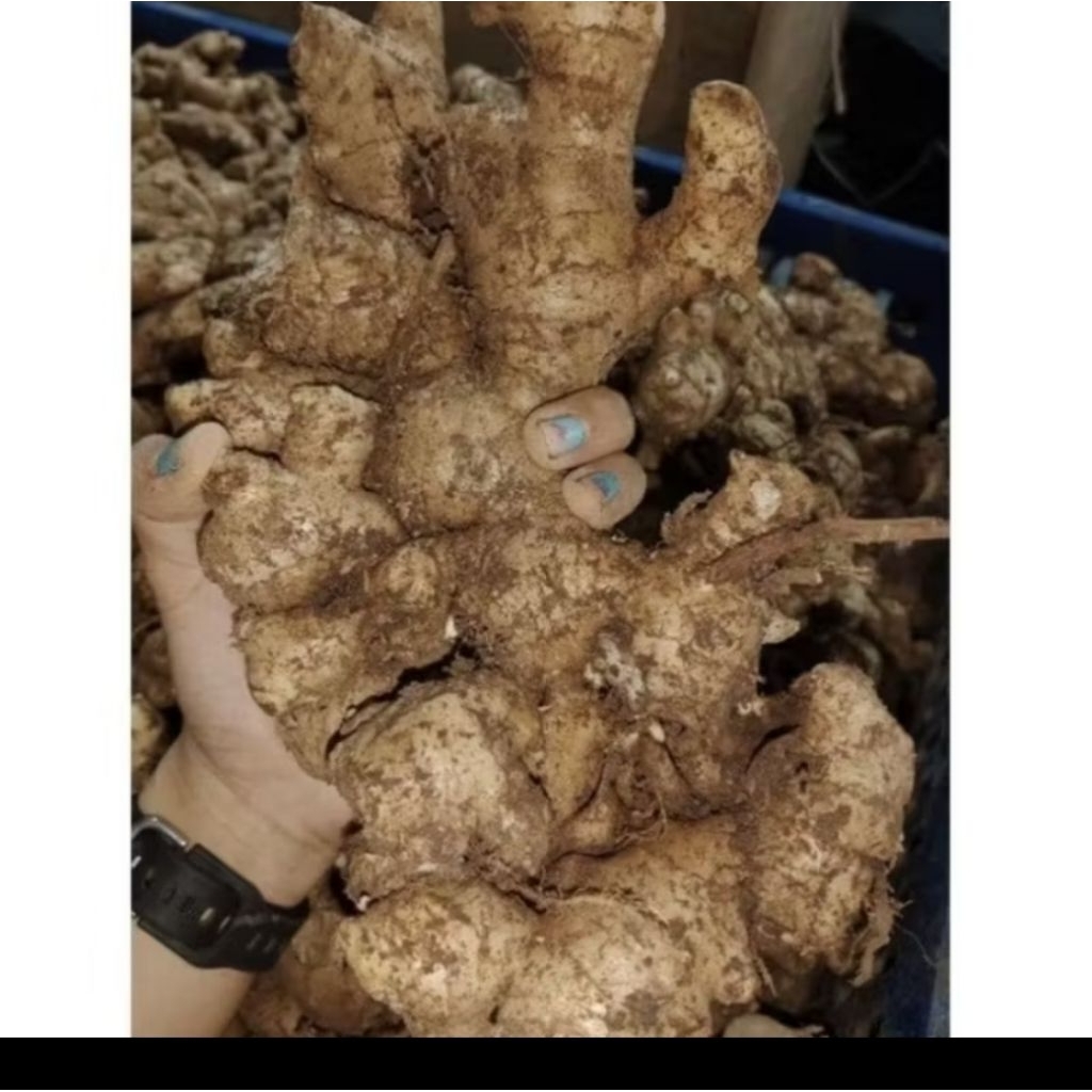 

JAHE GAJAH 1 KG FRESH TUA ENAK BANGET