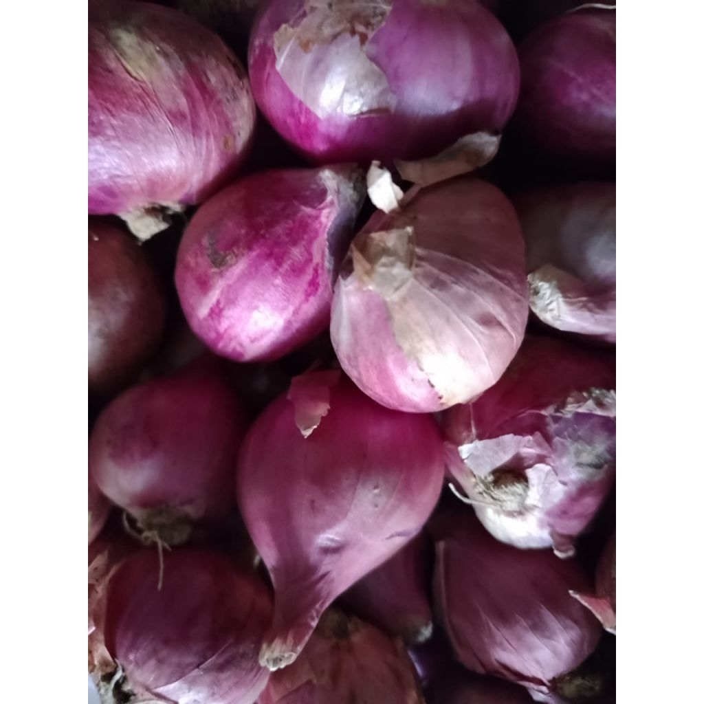 

Bawang Merah 1 kg besar
