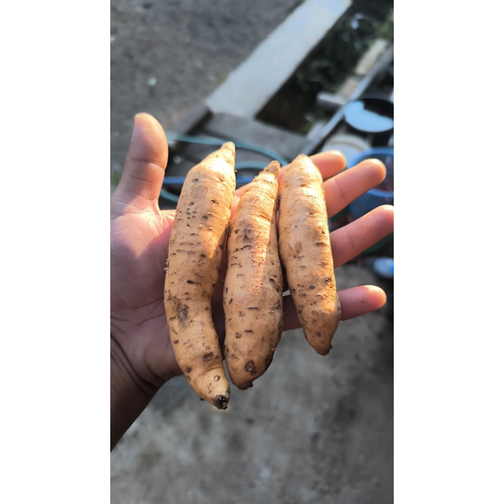 

TERMURAH-- Paket 10 Kg Baby Ubi Cilembu Asli Ukuran Kecil (Ukuran Sekali Makan)