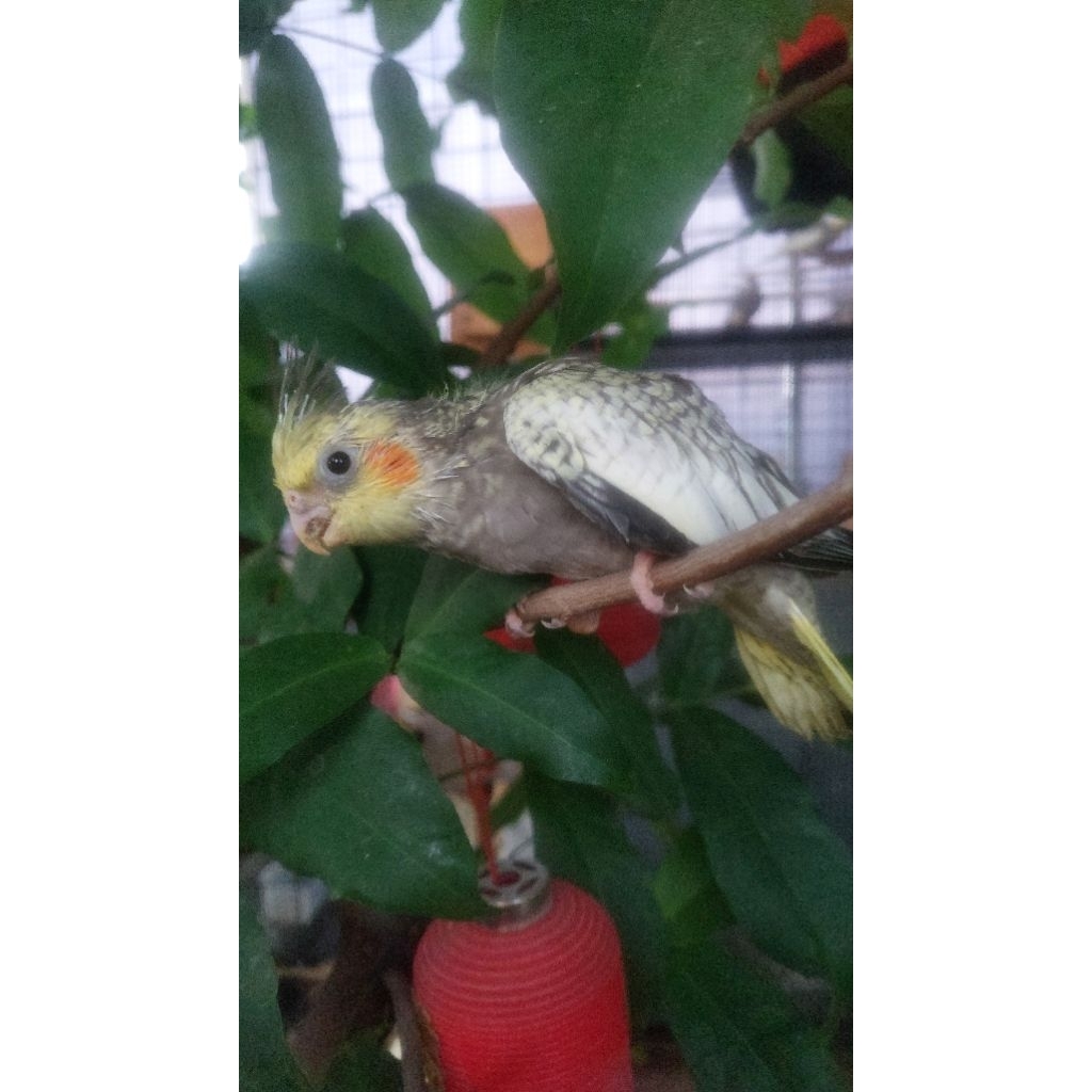 burung falk lolohan mutiara baby cockatiels lolohan pearl
