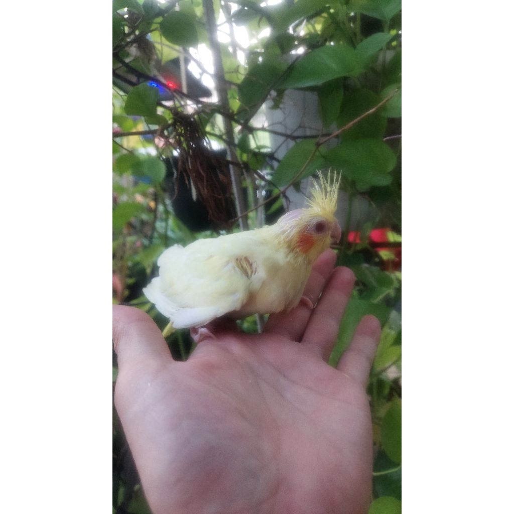 baby falk lutino mata merah lolohan baby cockatiels lolohan