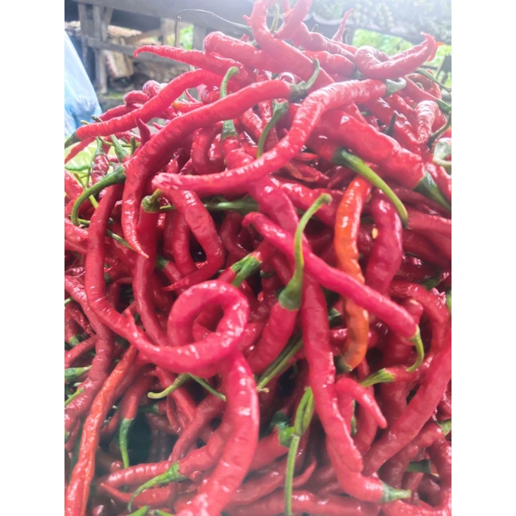 

cabe merah gunung