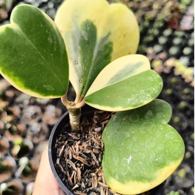 Sekulen Cluster Hoya Love Varigata Bercabang