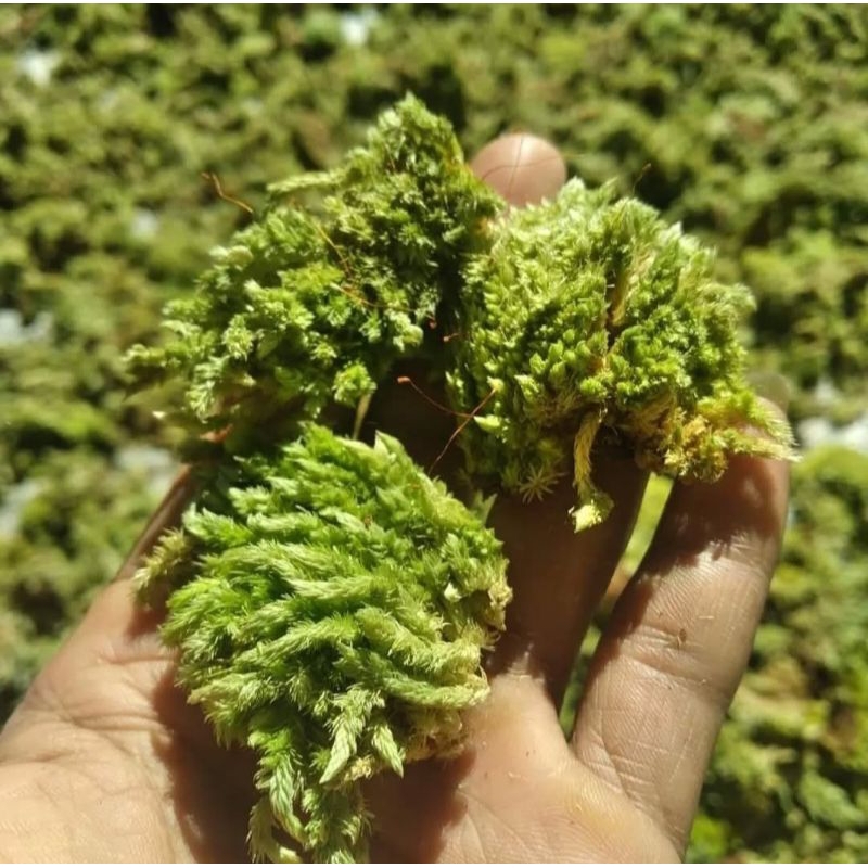 Media Tanam Living Moss / Forest Moss / Lumut