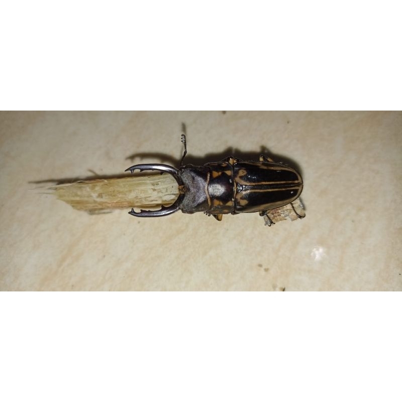 Kumbang  Capit Prosopocolius. 4,5 cm,jantan kondisi hidup