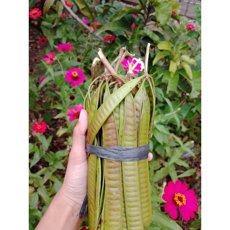 

Petai cina/lamtoro/mlanding