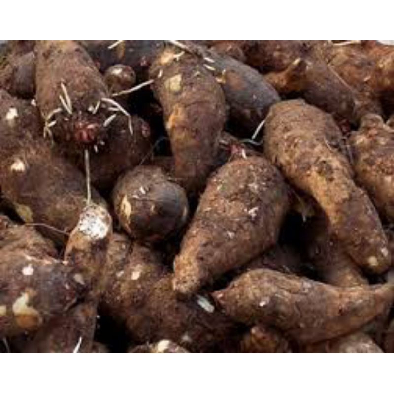 

Umbi umbian fresh 1kg