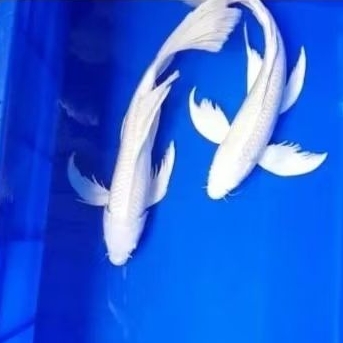 hiasan aquarium koi kumpai platinum(putih)