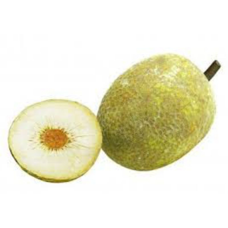 

Buah sukun tua mentah