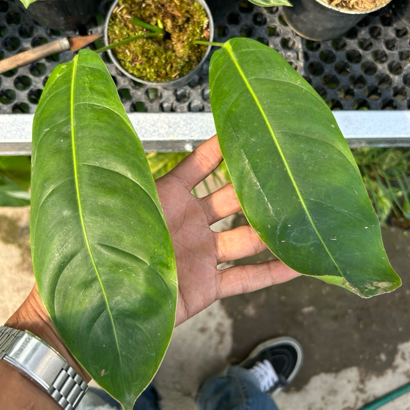 philodendron patriciae