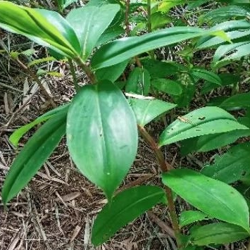 

Daun Insulin segar 250 gram costus igneus obat herbal untuk diabetes