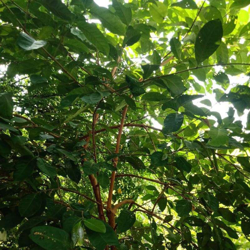 

Daun Salam Herbal (diambil dari kebun Bandar Agro Mart)