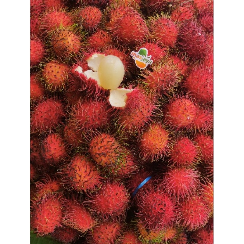 

rambutan aceh