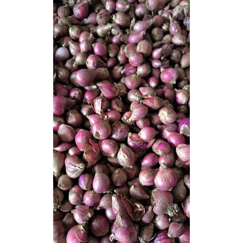 

bawang merah/brambang